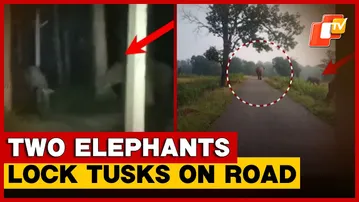 Dramatic Clash Between Two Elephants On Road Terrifies Residents In Odisha