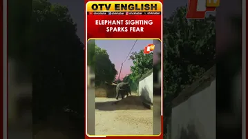 Elephant Roaming Near Sundargarh Village Triggers Panic | Odisha