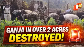 Odisha Police Destroy Over 2 Acres Of Illegal Ganja Cultivation