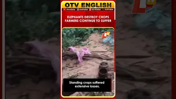 Elephant Herd Enters Ganjam Village, Destroys Crops; Farmers In Panic