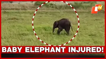 Forest Department On High Alert As Injured Baby Elephant Struggles In Herd
