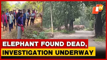 Female Elephant Found Dead In Bolangir, Forest Department Begins Probe | Odisha
