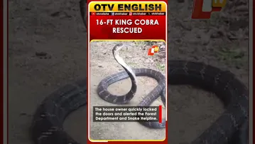 Massive 16-Foot King Cobra Rescued From House In Balasore | Odisha