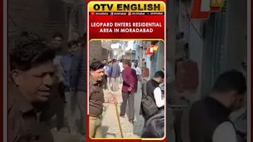 Leopard Strays Into Residential Area Near Moradabad Civil Lines Police Station | UP