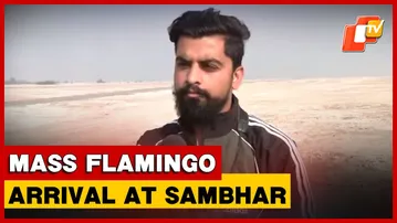 Rain Boost Brings 2 Lakh+ Flamingos To Sambhar Lake, Says Bird Expert