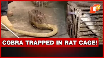 Cobra Rescued From Rat Trap In Bhubaneswar’s Sailashree Vihar | Odisha