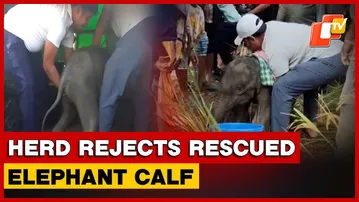 Elephant Calf Rescued In Angul, Herd Refuses Reunion After Human Contact | Odisha