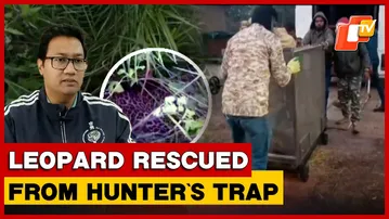 Leopard Rescued From Poacher's Trap Near Chhattisgarh-Odisha Border