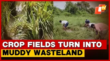 Cyclone Montha Deepens Misery Of Farmers In Odisha, Leaves Crops In Ruins