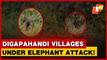 Elephant Incursions In Digapahandi Destroy Paddy Fields, Leaving Villagers Fearful And Helpless