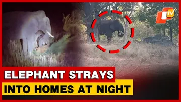 Rogue Tusker Triggers Panic In Bonai Villages, Damages Houses And Crops