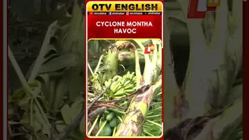 Cyclone Montha Devastates Banana Farms In Andhra’s Konaseema District