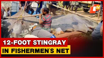 Gigantic 12-Foot, 100-Kg Stingray Lands In Fishermen’s Net In Odisha’s Konark