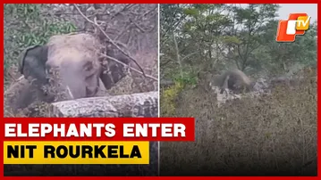 Elephants Stray Into NIT Rourkela Campus, Forest Officials Launch Operation | OTV