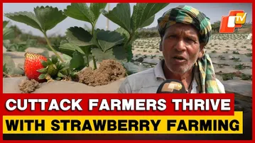 Strawberry Farming Brings Financial Prosperity To farmers In Cuttack
