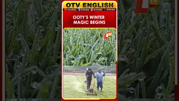 Ooty Turns Frosty As Temperature Drops With Onset Of Winter