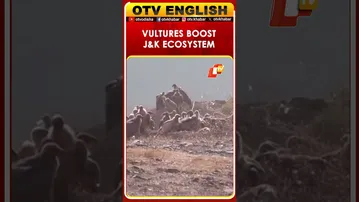 Vulture Migration Boosts Ecosystem In Udhampur