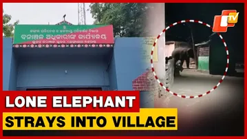 Elephant Strays Into Dhenkanal’s Kamakshyanagar; Sparks Fresh Concern