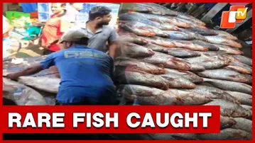 Rare Telia Bhola Fish Worth Rs 1 crore Caught Off Digha Coast | OTV