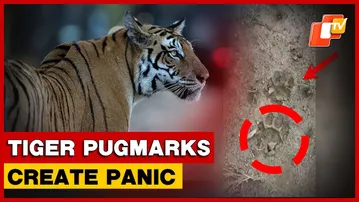 Tiger Pugmarks Found In Deogarh’s Riamal Range