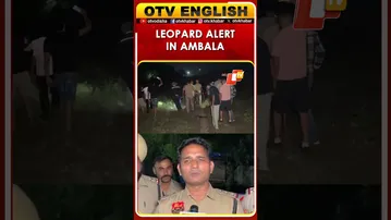 Leopard Alert At Ambala Air Force Station