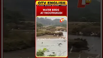 Water Birds Gather In Thoothukudi, Tamil Nadu Estuary