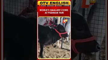 Dwarf Puganur Cows Turn Heads At Pushkar Cattle Fair