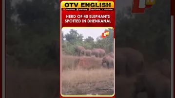 Herd of 40 Elephants Spotted Near Dhenkanal’s Sanjapada Village