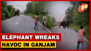 Elephant Creates Panic In Ganjam, Locals Accuse Forest Officials Of Inaction