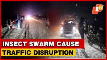 Commuters Struggle As Insects Blanket Jajpur Bridge, Trigger Traffic Disruptions | Odisha