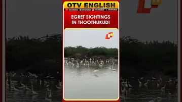 Increasing Sightings Of White Egrets In Thoothukudi, Tamil Nadu