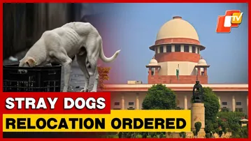 Shift Stray Dogs From Near Schools & Hospitals To Shelters: Supreme Court