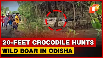 20-Feet-Long Crocodile Hunts Wild Boar In Bhitarkanika National Park
