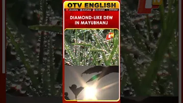Dew-Covered Mayurbhanj Glows As Winter Sets In Across Odisha