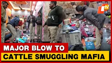Odisha Police Crack Down On Cattle Mafia; 7 Detained, Over 200 Cattle Recovered | OTV