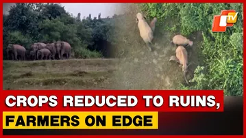 Farmers Distressed As Wild Elephants Roam Athagarh, Forest Officials Intensify Monitoring | Odisha