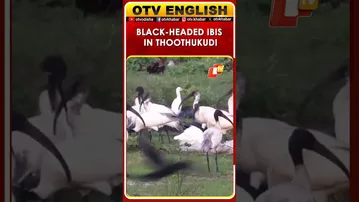 Tamil Nadu: Rare Black-Headed Ibis Spotted In Thoothukudi Salt Pans After Recent Rains