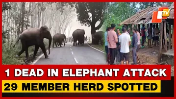 Elephant Attack Claims One Life In Ganjam; 29 Jumbos Spotted In Keonjhar | Odisha