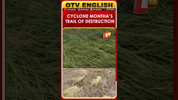 Cyclone ‘Montha’ Shatters Farmers’ Hopes; Paddy Fields Submerged