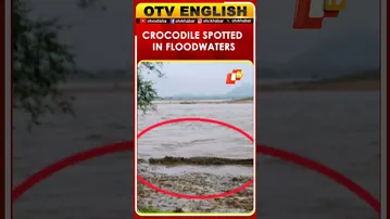 Crocodile Spotted In Floodwaters In Bolangir, Sparks Fear Among Locals | Odisha