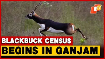 Blackbuck Census Begins In Ganjam’s Asika Forest Range | Odisha