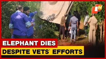 Female Elephant Dies In Chandaka While Undergoing Treatment, Herpesvirus Suspected | OTV