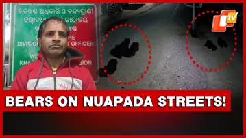 Bears Seen Roaming Freely At Night In Nuapada | Odisha