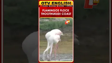 Tamil Nadu | Large Flock Of Migratory Flamingos Spotted Along Thoothukudi Coast