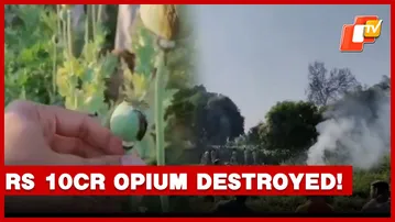 Opium Plants Worth Over Rs 10 Crore Destroyed In Odisha; One Arrested   OTV