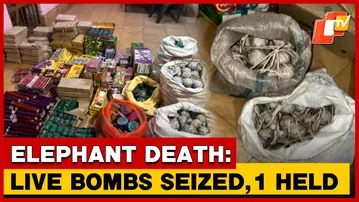 After Elephant Death, 70 Kg Of Live Bombs Seized In Odisha’s Angul; 1 Arrested | OTV