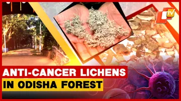 Rare Lichens With Anti-Cancer Properties Found In Odisha’s Similipal Forest
