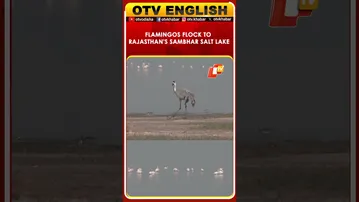 Migratory Birds, Especially Flamingos Flock To Rajasthan’s Sambhar Salt Lake