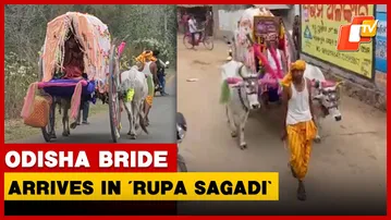 No Audi, No Mercedes, Odisha Bride Arrives In Decorated Bullock Cart | OTV