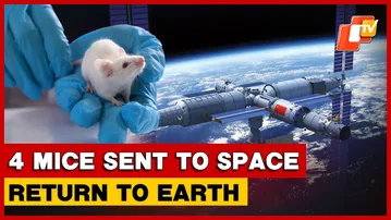 Four Mice Return From Space After Life-Science Experiments On China’s Space Station